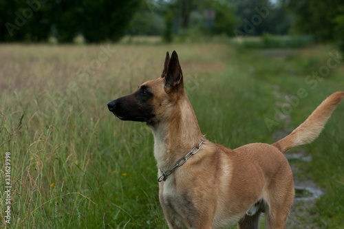 Belgischer Schäferhund Junghund Portrai auf Sommerwiese