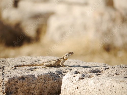 portrait of single wild desert lizard (Lacertidae) sitting on rocky ruin, Amman, Jordan, Middle East