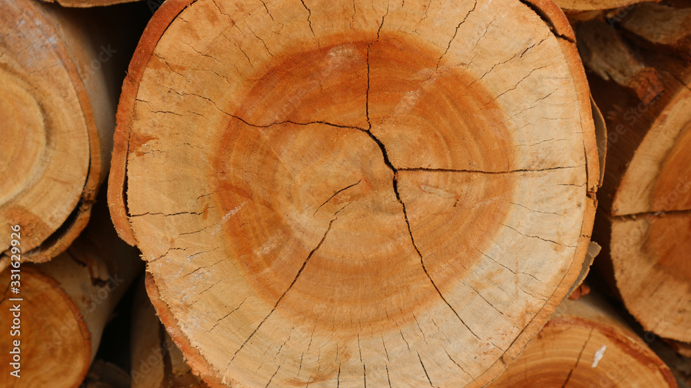 Naklejka premium Log is separated