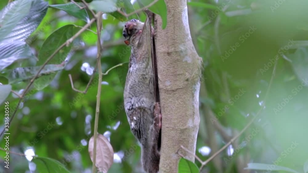Side View Of A Flying Lemur, Or Colugo, Clinging On A Tree And Moving Its Head In Singapore - Close Up Shot Side View Of A Flying Lemur, Or Colugo, Clinging On A Tree And Moving Its Head In Singapore - Close Up Shot