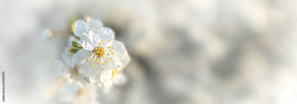 White cherry tree blossom, beautiful spring panorama White cherry tree blossom, beautiful spring panorama