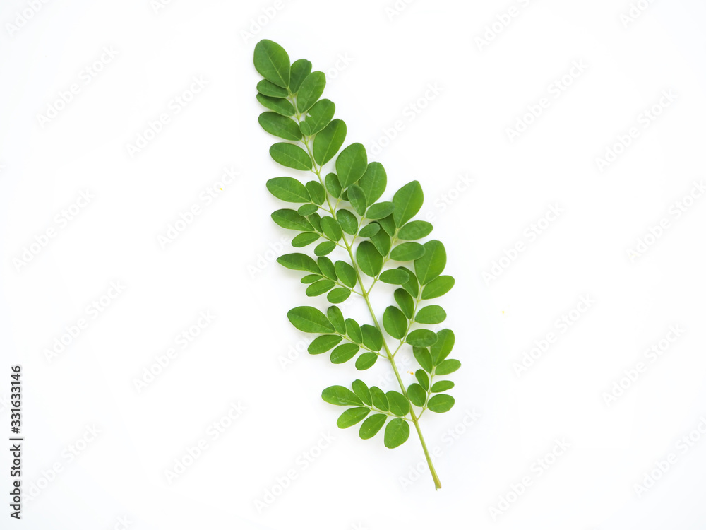 moringa oleifera leaves or drumstick leaf isolated on white background use  as ingredient in hair dandruff