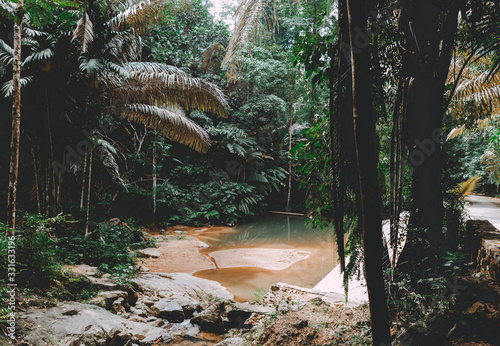 National Park Khao phra thaeo, Ton Sai park in the forest, Island Phuket. Thailand. photo