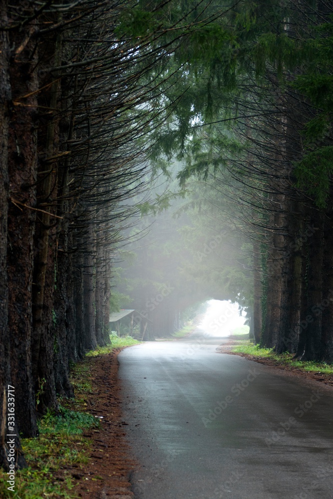 Obraz premium forest