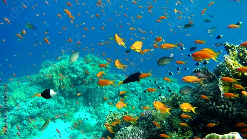 Wallpaper Mural The ocean and the corals. Colorful tropical fish. Torontodigital.ca