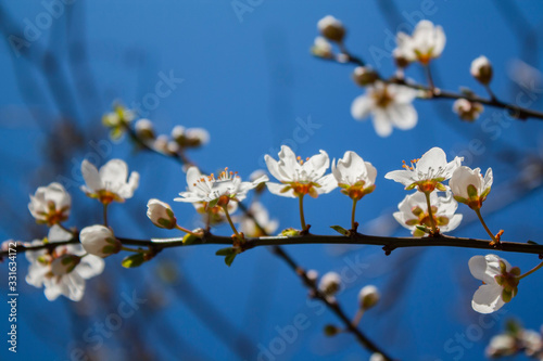 plum tree flowers close-up on a tree branch are highlighted by the rays of the sun against a blue sky