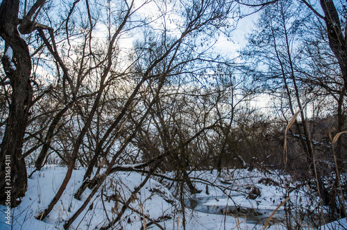 trees in winter