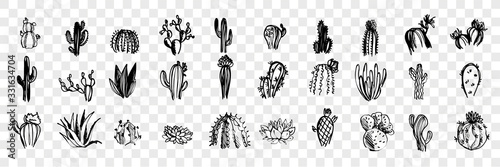 Doodle, sketch, hand drawn cactuses set collection