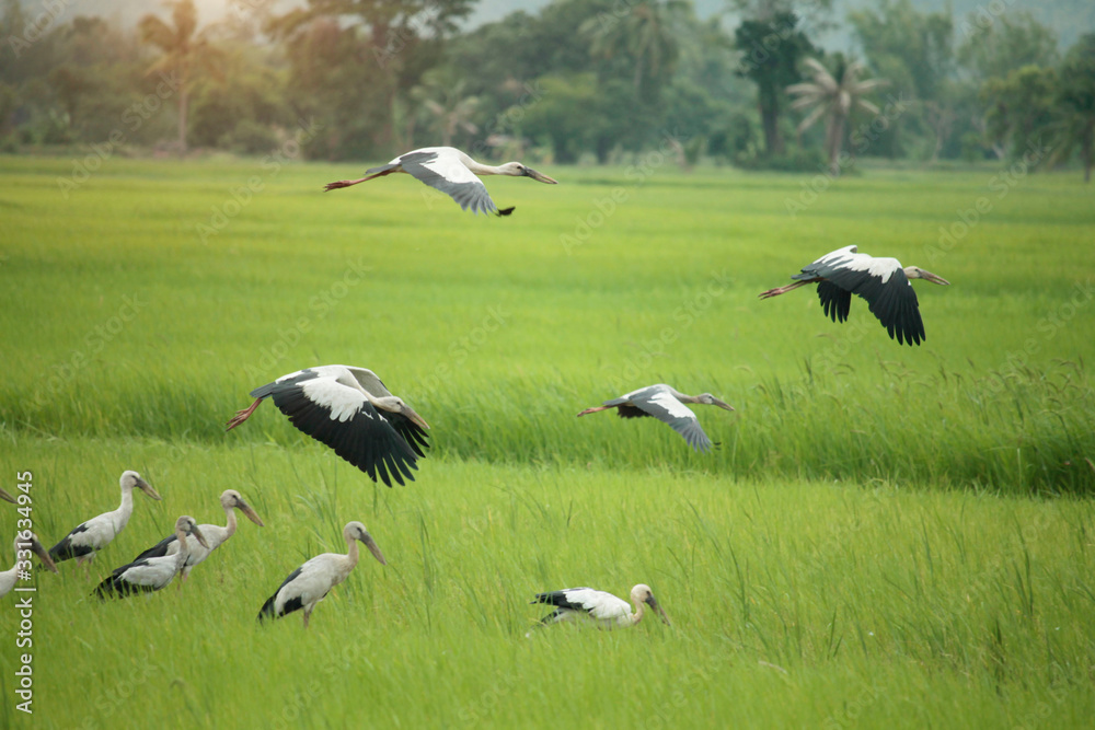 Image of an Asian openbill stork(Anastomus oscitans) flying on the natural background. Image of an Asian openbill stork(Anastomus oscitans) flying on the natural background.