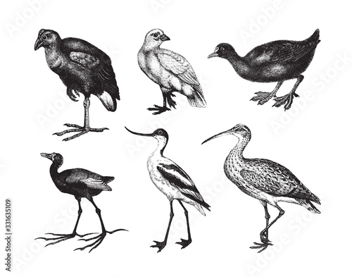 Wader bird collection / vintage illustration from Brockhaus Konversations-Lexikon 1908