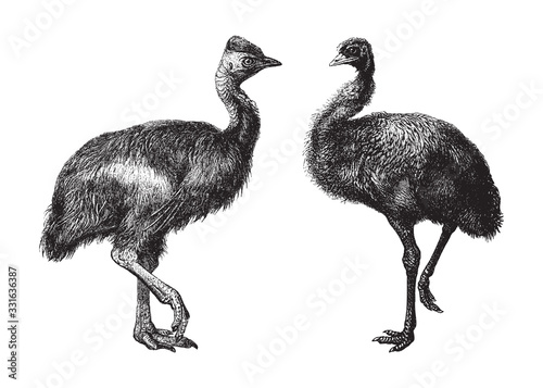 Southern cassowary (left) and Emu (right) / vintage illustration from Brockhaus Konversations-Lexikon 1908