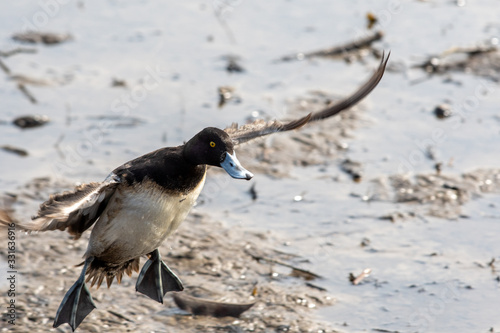 A picture of a male greater scaup touching down to the lake. Vancouver BC Canada