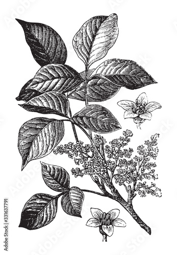Atlantic poison oak (Toxicodendron pubescens) / vintage illustration from Brockhaus Konversations-Lexikon 1908