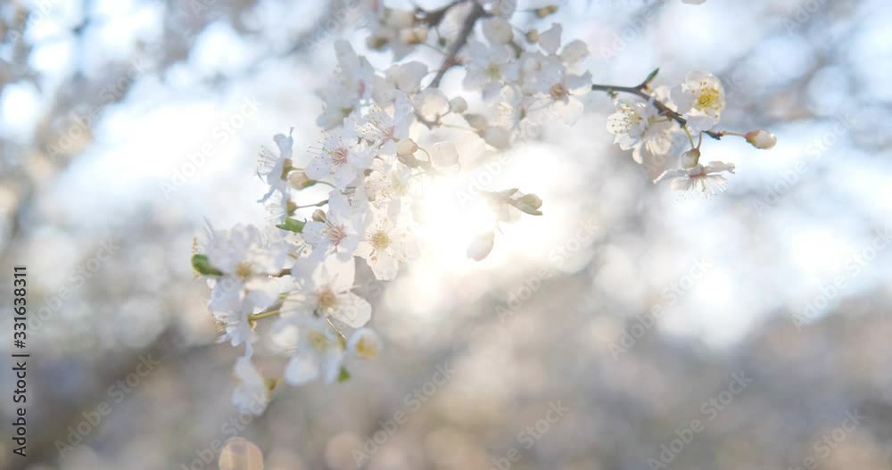 Close up of white cherry bossom against sun and blue sky Close up of white cherry bossom against sun and blue sky