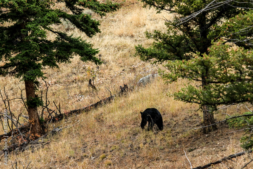 Black bear in the forest of Yellowstone National Park, USA Black bear in the forest of Yellowstone National Park, USA