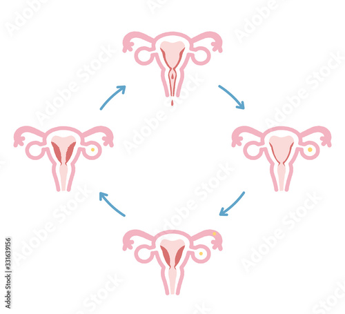 Illustration of menstrual cycle