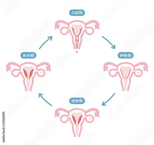Illustration of menstrual cycle