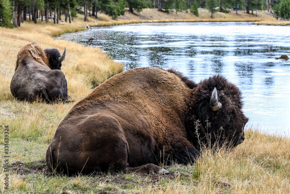 Rare Brown Buffalo in Yellowstone National Park, USA Rare Brown Buffalo in Yellowstone National Park, USA