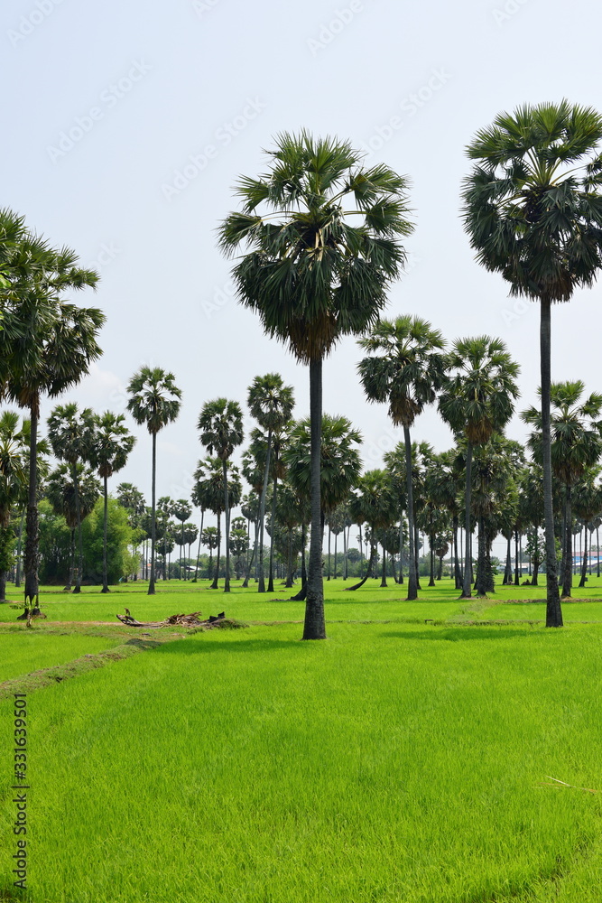 Palm trees and green rice fields with a blue sky background, palm trees or palm trees Palm trees and green rice fields with a blue sky background, palm trees or palm trees