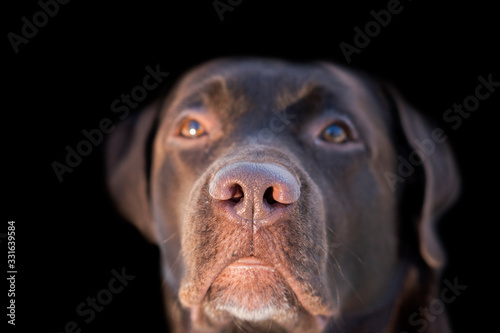 Face portrait of brown chocolate labrador retriever dog isolated on black background. Dog face close up with focus on nose. Young cute adorable brown labrador retriever.