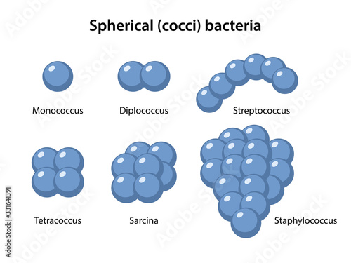Types of Coccus Bacteria. Coccus morphology. Microbiology. Spherical shapes: monococcus, diplococcus, streptococcus, tetracoccus, sarcina, staphylococcus. Vector illustration in flat style photo