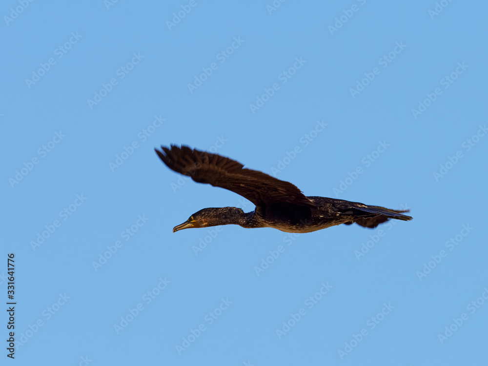 Great cormorant flying over the Bellus reservoir, Spain