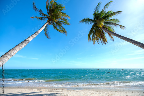 Inclined coconut trees leaning toward the tropical sea on summer afternoon. Beautiful sandy beach for rest and relaxation.