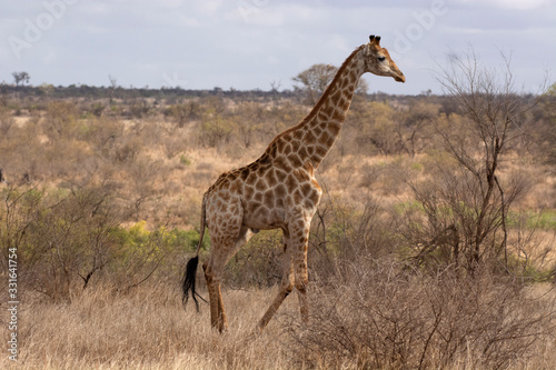 Giraffe  Giraffa Kruger National Park  South Africa