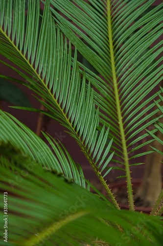 Palm leaf closeup. Different green tropical plants  such as palm trees in a botanical garden or arboretum. 