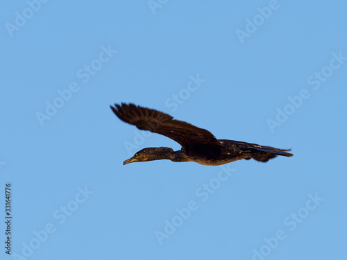 Great cormorant flying over the Bellus reservoir  Spain