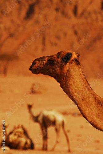 Camel Safari on the desert, Sharm El Sheikh, Egypt. photo
