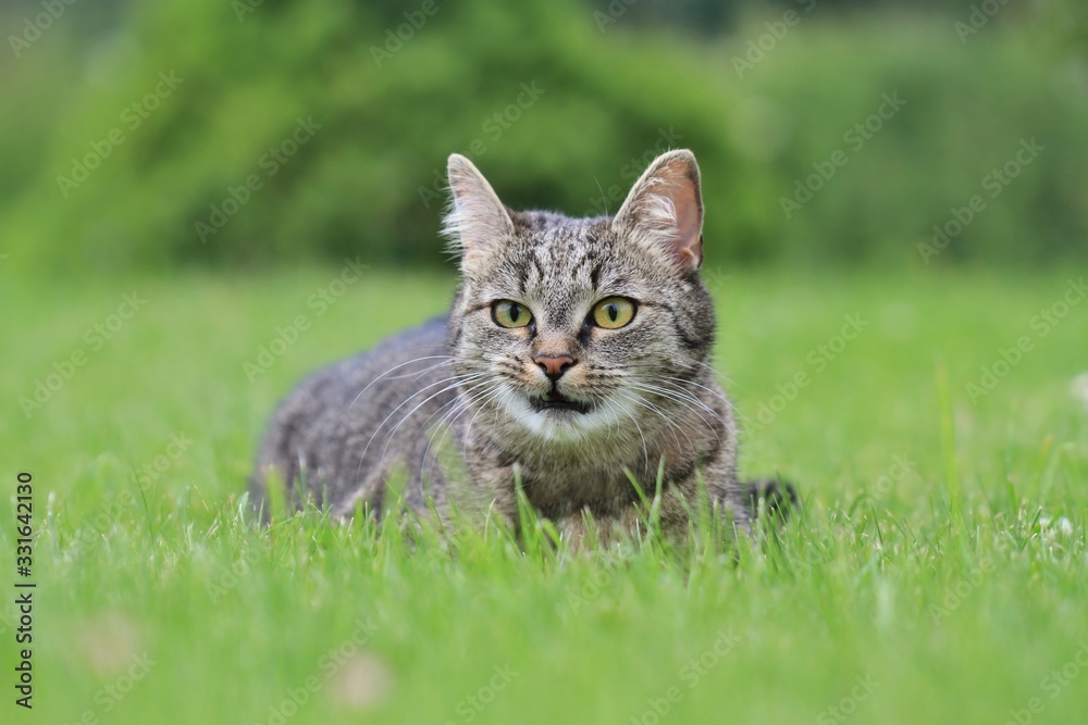 Beautiful tabby cat lying in the meadow. Felis silvestris catus. Cat in the nature. Beautiful tabby cat lying in the meadow. Felis silvestris catus. Cat in the nature.
