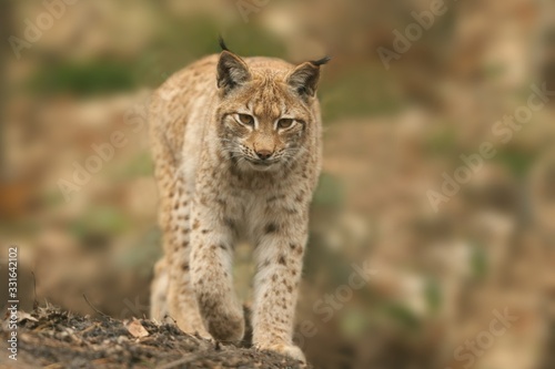 Cute young lynx in the forest. Wildlife scene from Europe. Wild cat in the nature forest habitat.