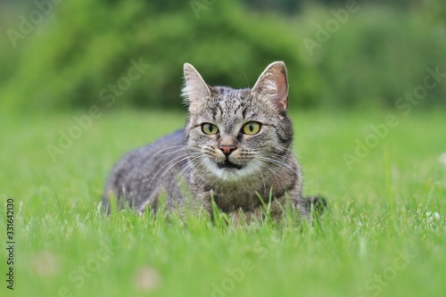 Beautiful tabby cat lying in the meadow. Felis silvestris catus. Cat in the nature.