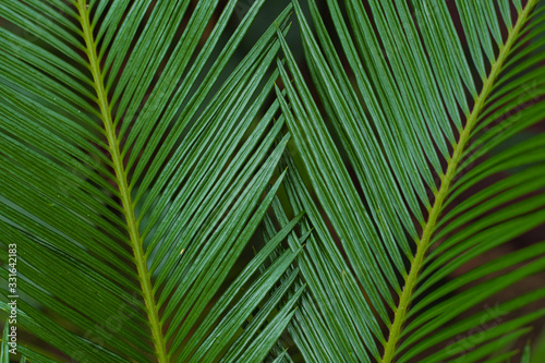 Palm leaf closeup. Different green tropical plants  such as palm trees in a botanical garden or arboretum. 