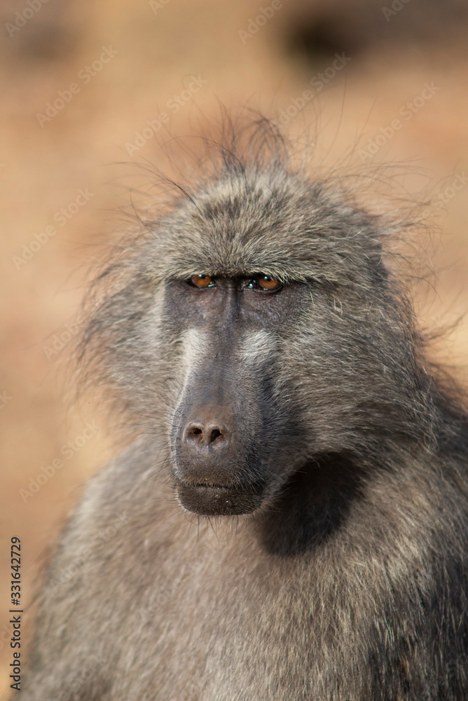 Obraz premium Baboon, Papio ursinus, Kruger National Park, South Africa