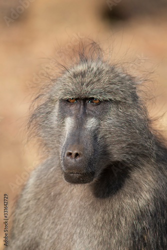 Baboon, Papio ursinus, Kruger National Park, South Africa