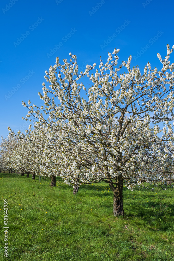 Kirschblüte in der Fränkischen Schweiz/Deutschland