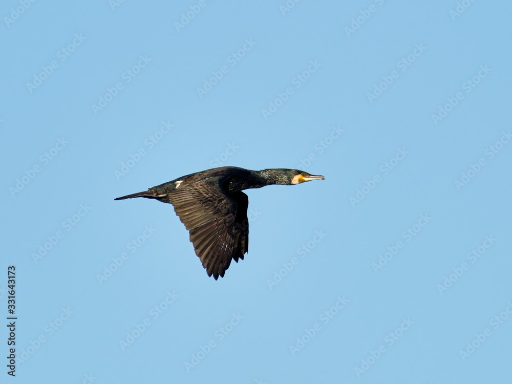 Great cormorant flying over the lagoon of Valencia, Spain Great cormorant flying over the lagoon of Valencia, Spain