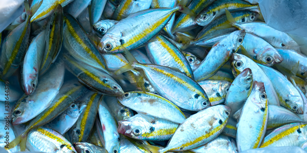 Fototapeta premium Yellow tail scad, Decapterus maruadsi fish caught fresh after the trade in fish markets. This fish species live in the waters of the central and south east of Vietnam
