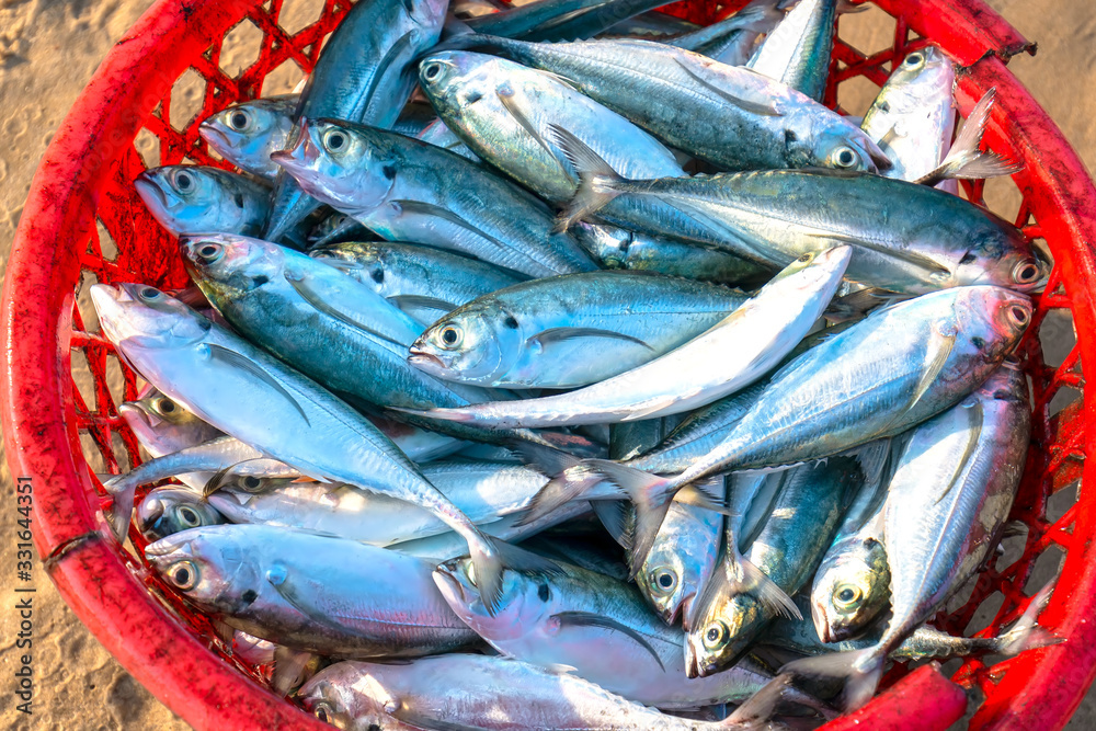 Fototapeta premium Mackerel in basket after catching trade in seafood market. This is a fish with many nutrients good for human health