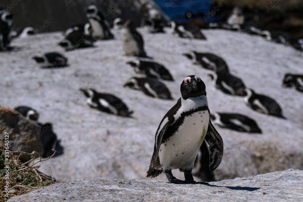 Fototapeta premium penguins africa