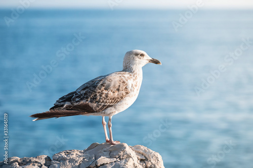 A young seagull on a rock photo