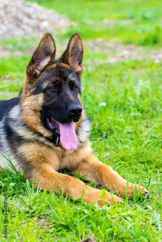 German shepherd puppy in the grass