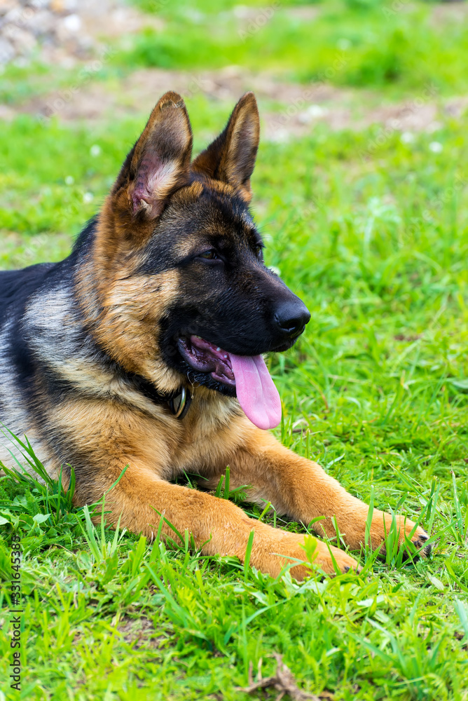 German shepherd puppy in the grass