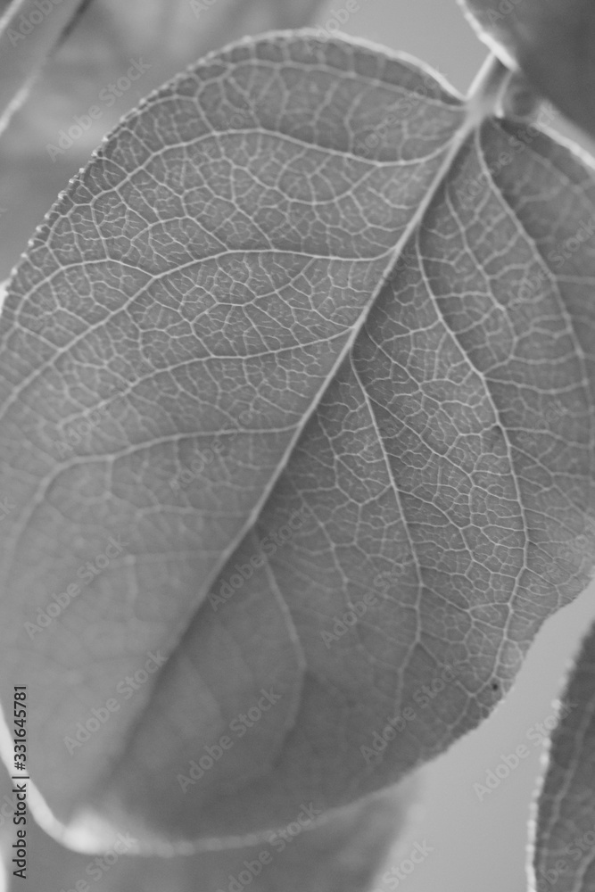 Obraz premium feuille