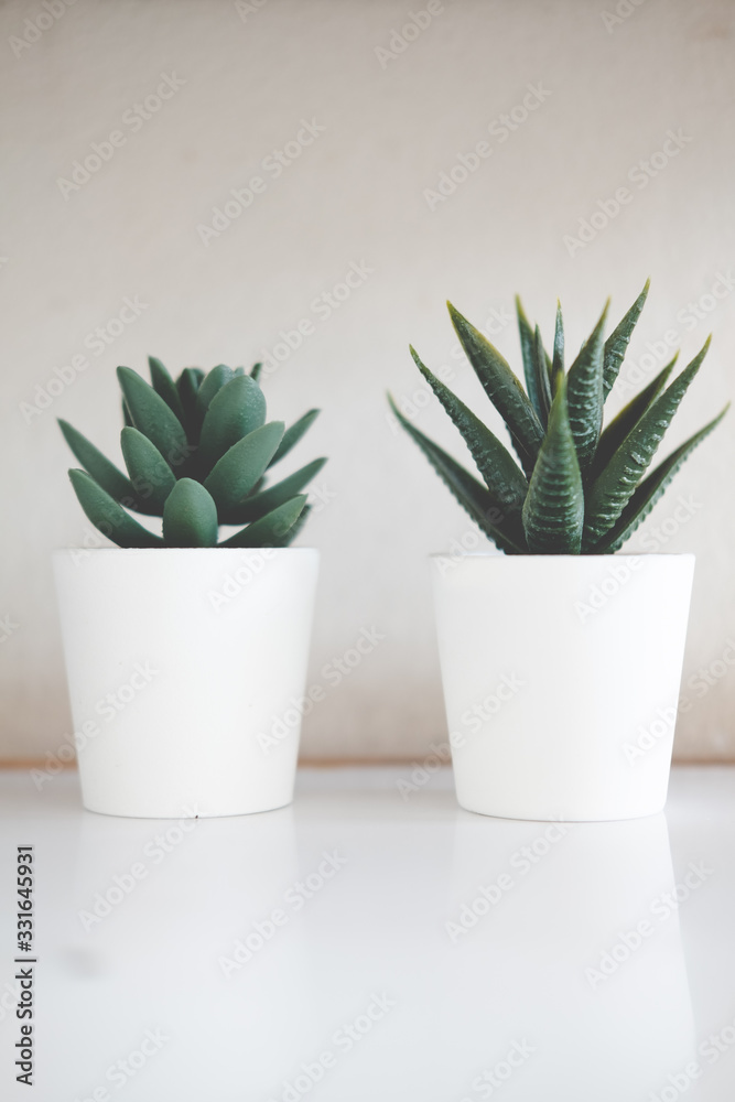 Small green succulent plants in white plastic Small green succulent plants in white plastic