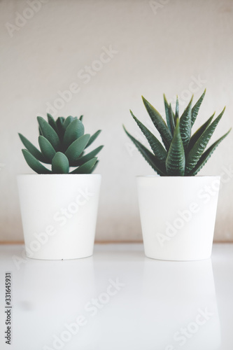 Small green succulent plants in white plastic
