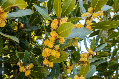 Close Up of laurel Tree Flowers on Blurred Background photo