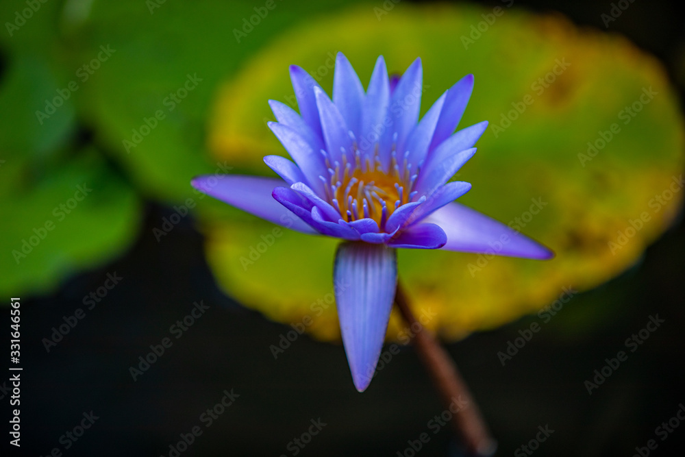 Obraz premium Flowers and Plants